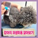 도그유토피아 살롱 네이버블로그