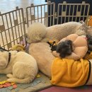 아띠라미 이미지