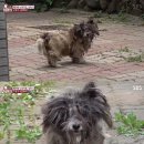 얼룩이농장 이미지