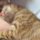 노리댕댕 이미지