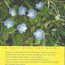 건강 약초 이미지