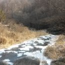 비발디 향기나무 이미지