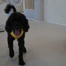 성수퍼피 이미지