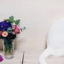 꽃냥