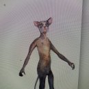 켓츠