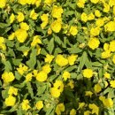 한솔화원 이미지