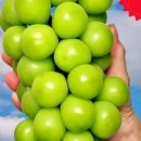 샤인농장 | 제철농장 고당도 샤인머스캣 후기, 2kg 3~4수 특품 실사용 리뷰