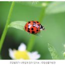 [동물 이야기] 무당벌레(ladybug / lady beetle) - 화려한 무늬는 천적들에게 보내는 경고… 몸속에 독 품고 있어요 이미지