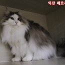 포레스트 캣호텔 이미지