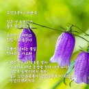 금강초롱
