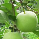 자운농장 이미지