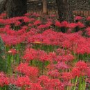 중앙공원.양지마을청구아파트 | 성남 가볼만한곳 분당 중앙공원 꽃무릇 만개 힐링 공원 데이트