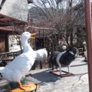 용인해피트리펜션