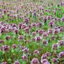 Lamium purpureum(자주광대나물) 이미지