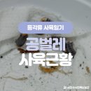 판다킹스토어 | 팍총, 쿠바리스 판다킹(Cubaris sp. 'Pak Chong', 'Panda King')을 데려왔습니다! :: 나카펫 입양후기