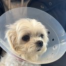 24시 포항 이음동물의료센터 이미지