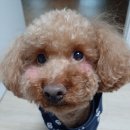 마이쏭 펫샵 이미지