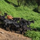 이천흑염소 이미지