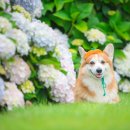 제주코기네 이미지