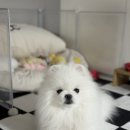 강아지 운동회 | 21년생, 22년생, 23년생 족구미들이 모여서 운동회를 했어요!