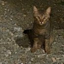 오량블루스
