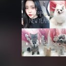 써니애견 이미지