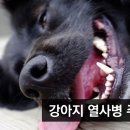 펫시 네이버블로그
