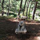 댕댕이숲 이미지