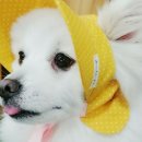 엔젤펫(엔젤유통) 이미지