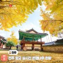 홍산향교 은행나무 | 전주 향교 은행나무 실시간 단풍 가을명소 여행지 추천