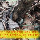 산초나무재배 와 병충해 예방 : 산초재배방법 참고 이미지