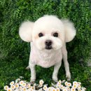 야옹아 멍멍해봐 미용실 이미지