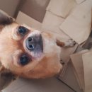 국립축산과학원 동물병원 이미지