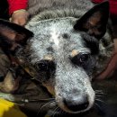 GOOD LIFE DOG 이미지