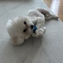 모찌네 수제간식 이미지