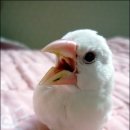 Honey Bunny 이미지