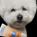 강아지발바닥 이미지