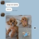 빵식이네 | 강북구 강아지분양 멍가네 말티푸 '빵식이' 분양후기 ! ♥