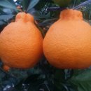 서당 농장 이미지