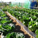 꽃피는산골 이미지