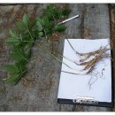 지리산야생삼 이미지