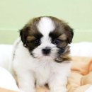 시츄언니 이미지