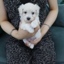 NOBLESSE.PET 이미지