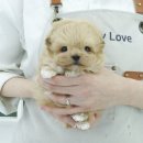 인천고양이분양 테디럽 이미지