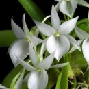 Angraecum leonis 이미지