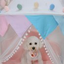 애견#(샾) 이미지