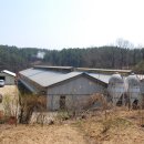용일농장 Daum카페