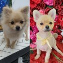 펫플러스라이프 이미지