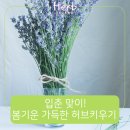 입춘허브 이미지