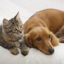 개와 고양이 이미지